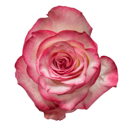 Paloma
