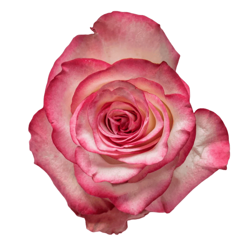 Paloma